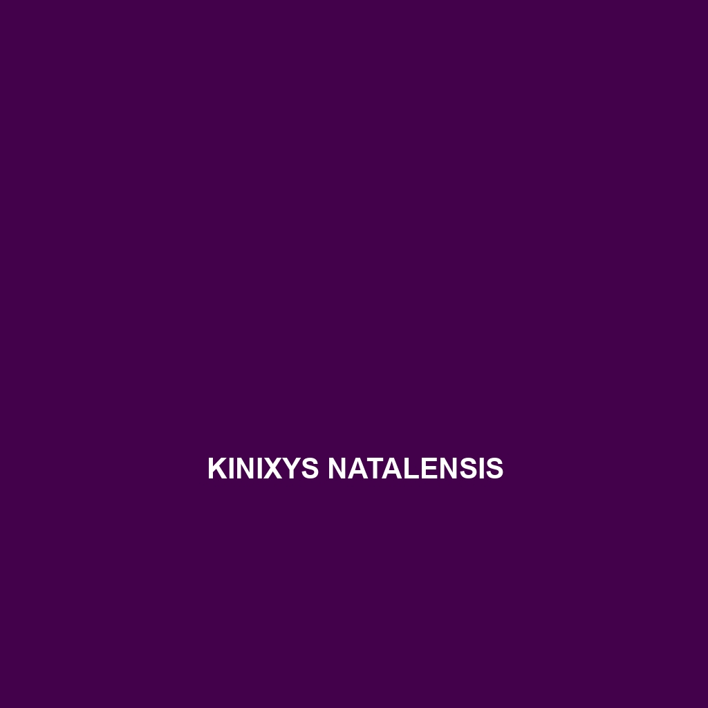 Kinixys natalensis