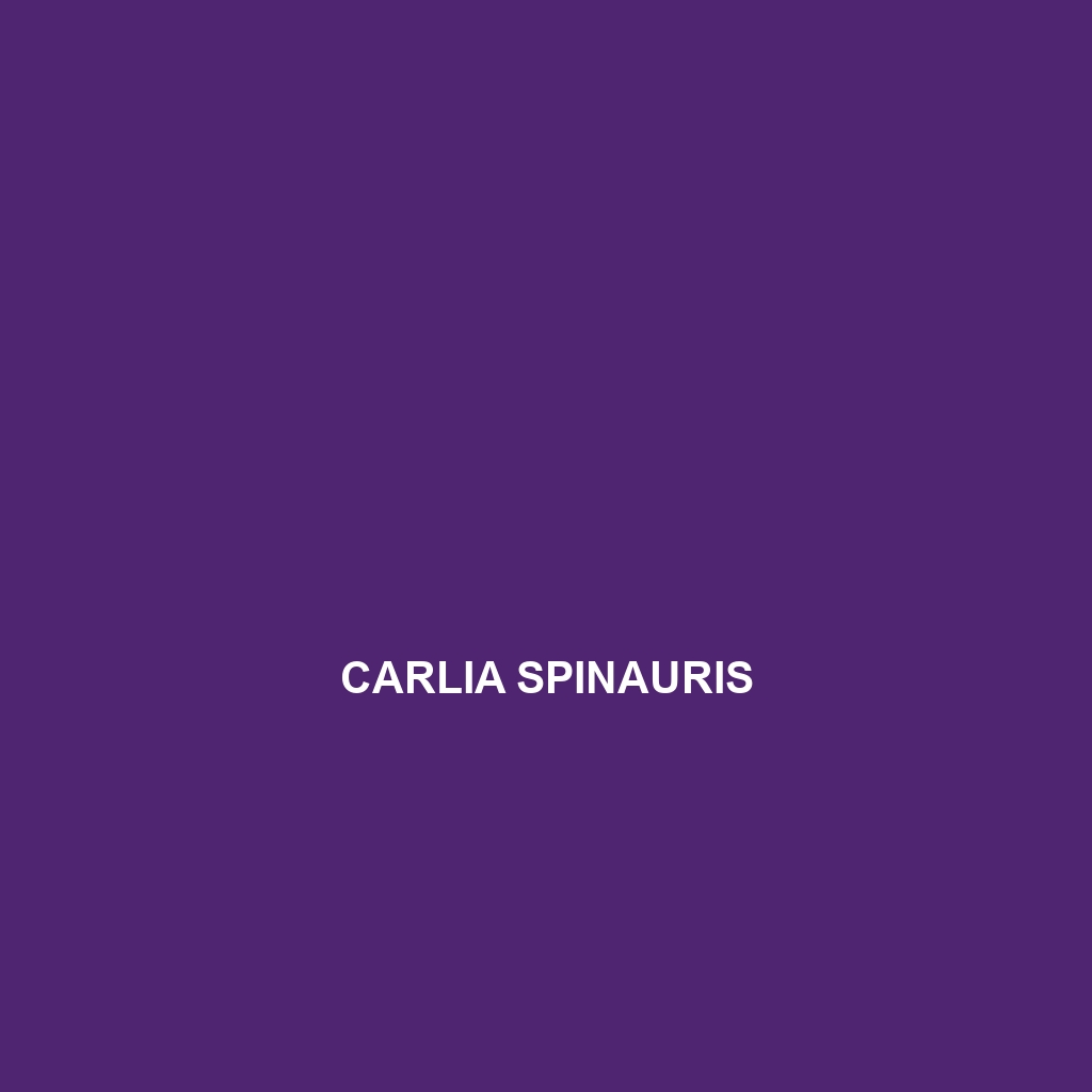 Carlia spinauris