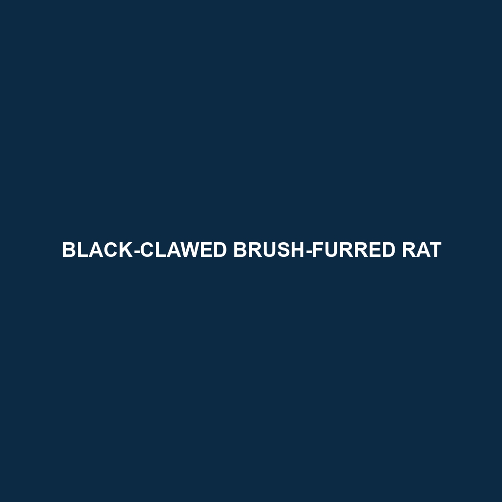 Black-clawed Brush-furred Rat