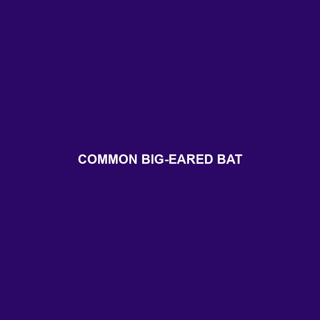 Common Big-eared Bat