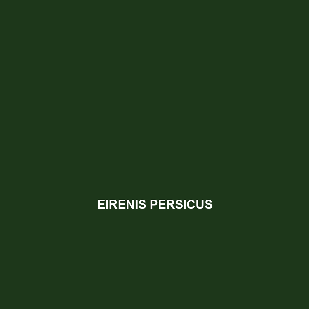 Eirenis persicus