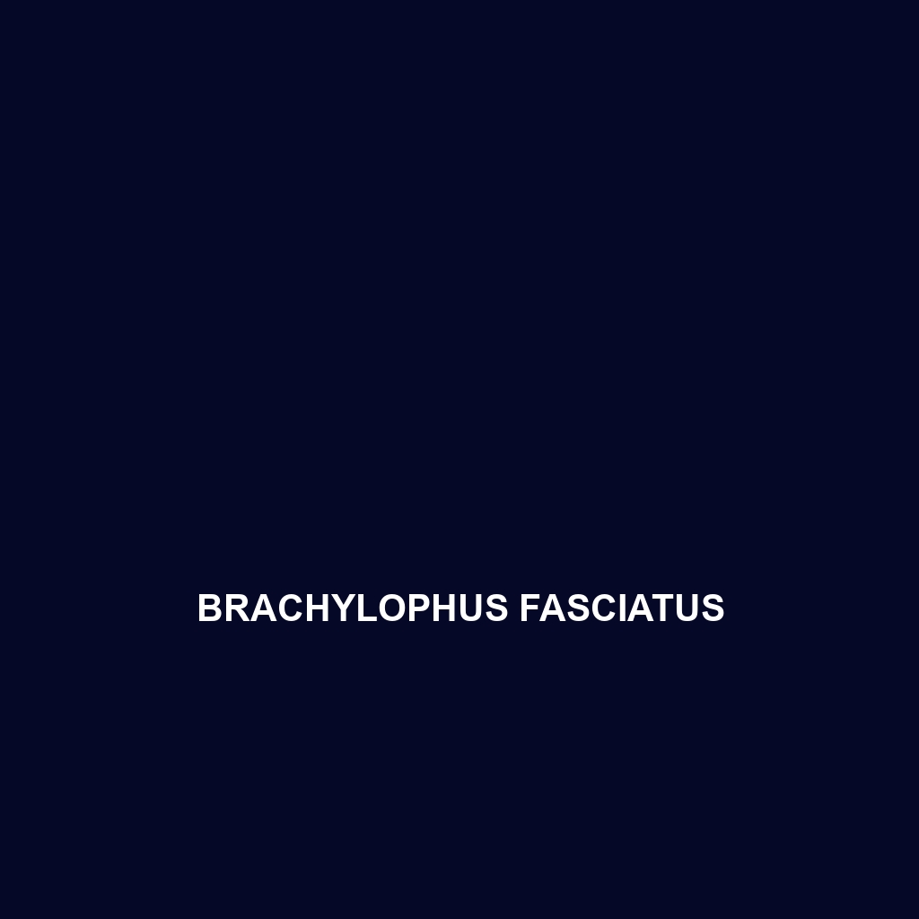 Brachylophus fasciatus