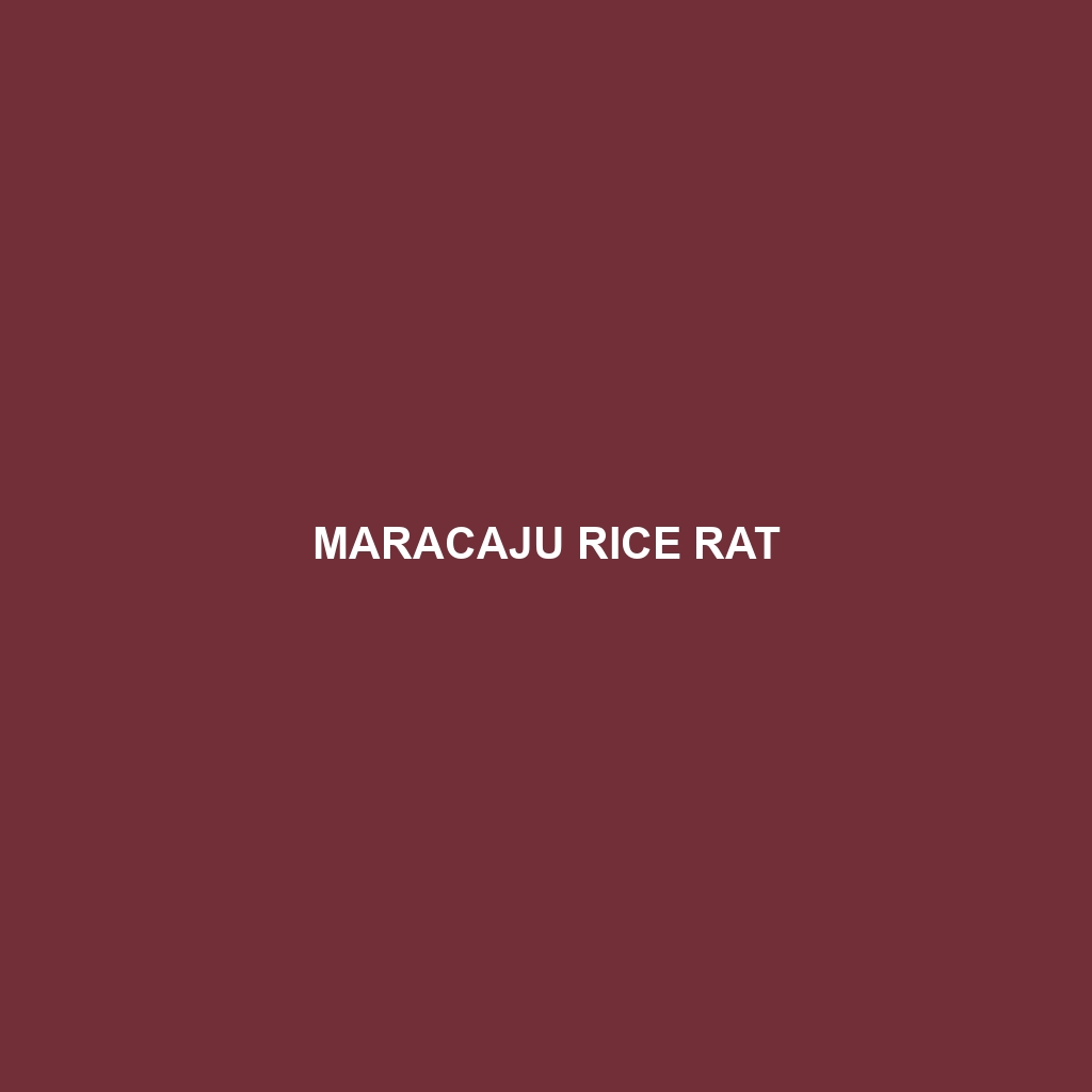 Maracaju Rice Rat