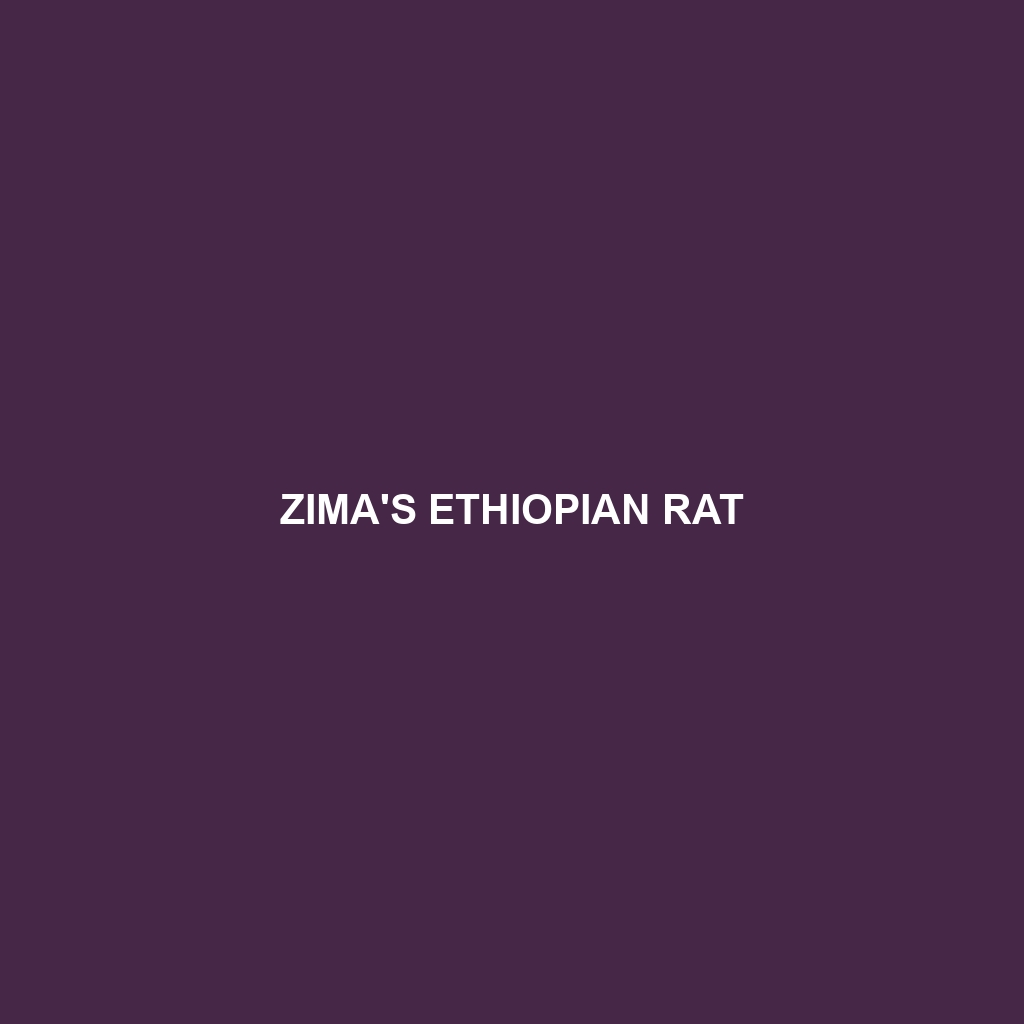 Zima's Ethiopian Rat