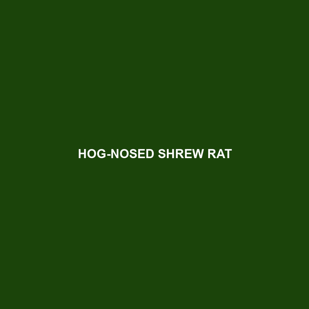 Hog-nosed Shrew Rat