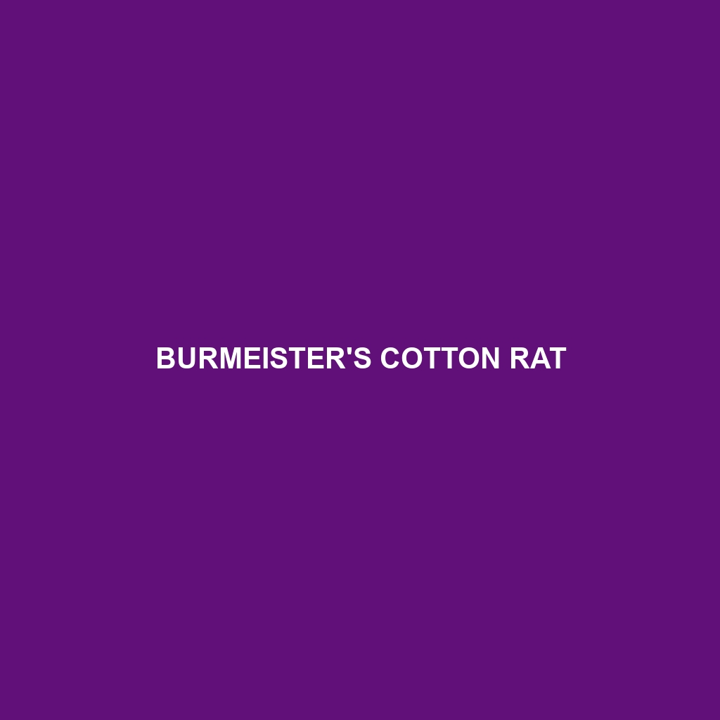 Burmeister's Cotton Rat