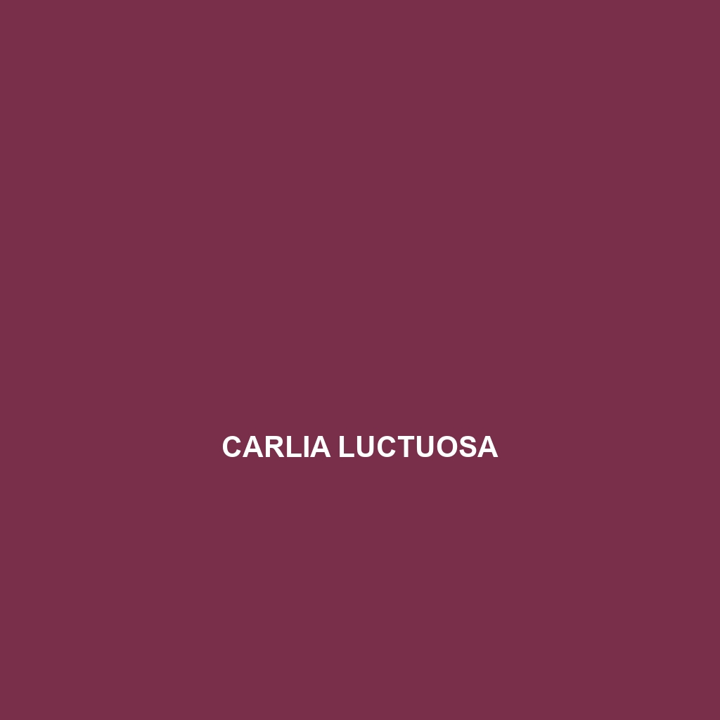 Carlia luctuosa