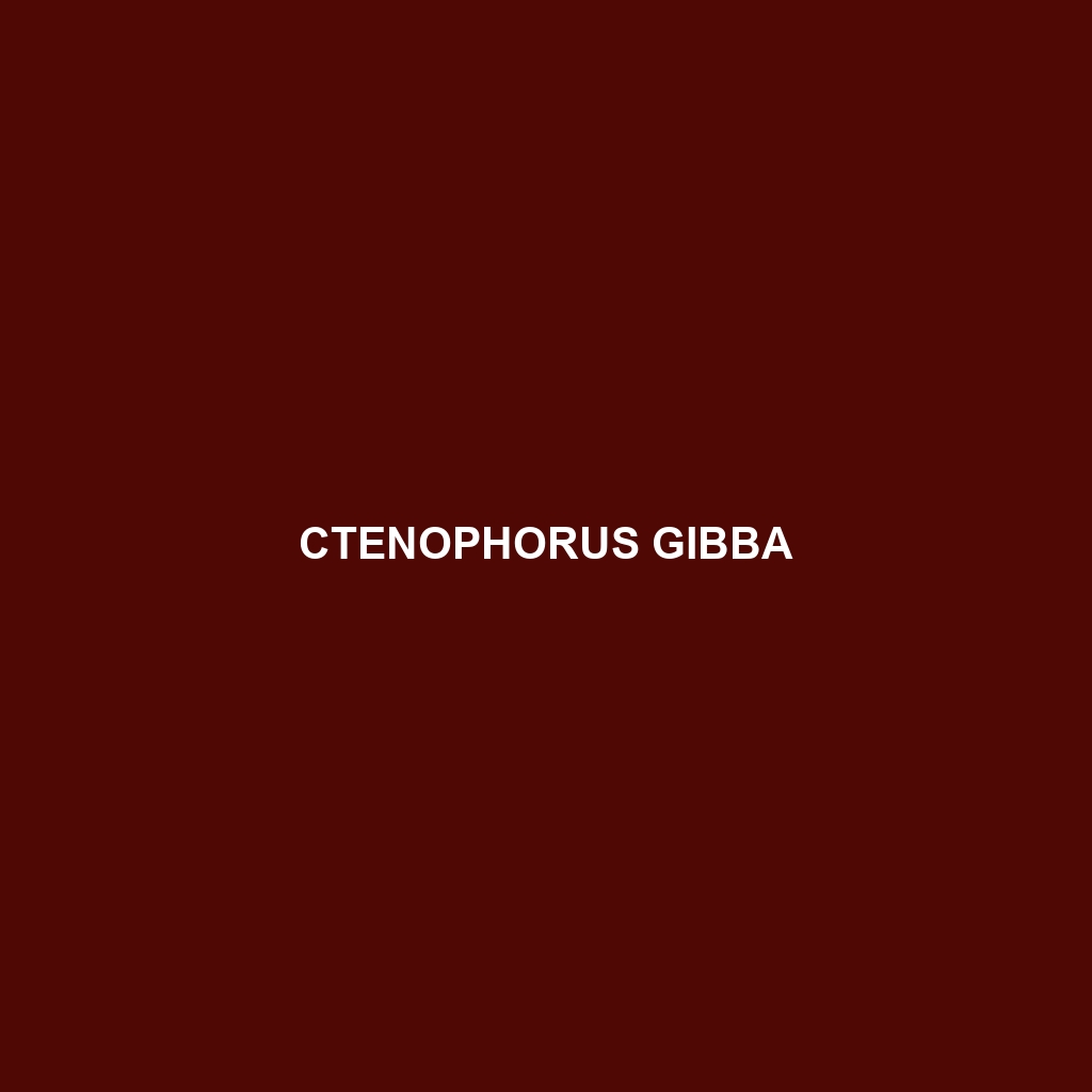 Ctenophorus gibba