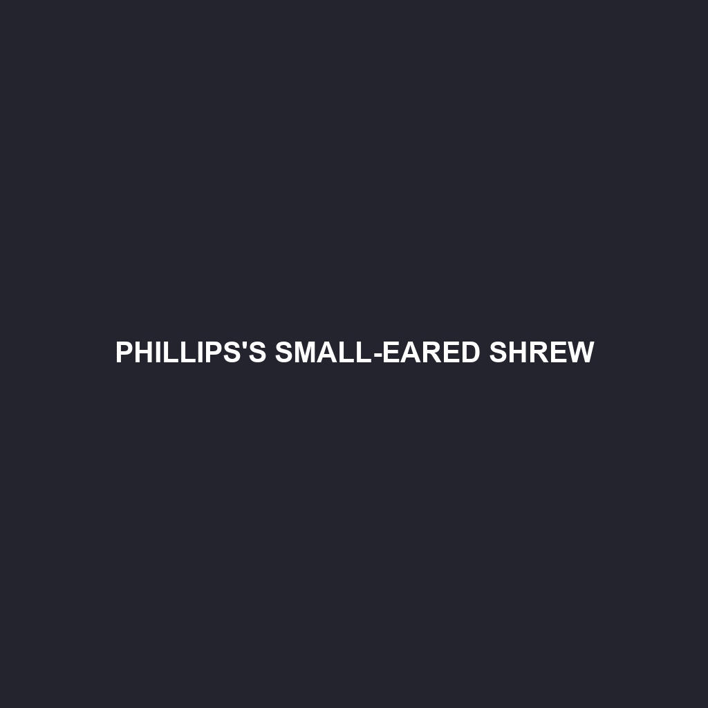 Phillips's Small-eared Shrew