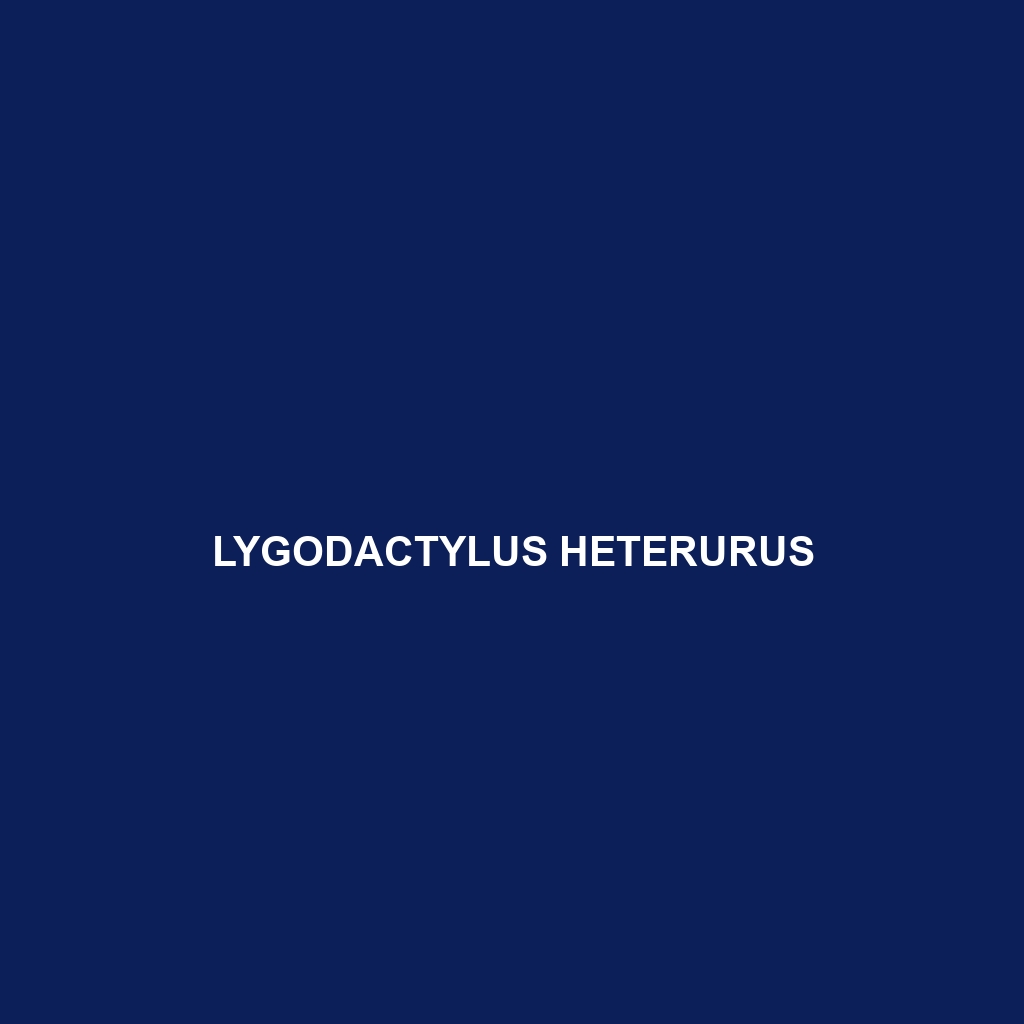 Lygodactylus heterurus