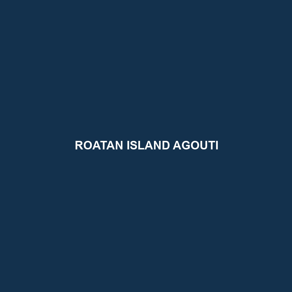 Roatan Island Agouti