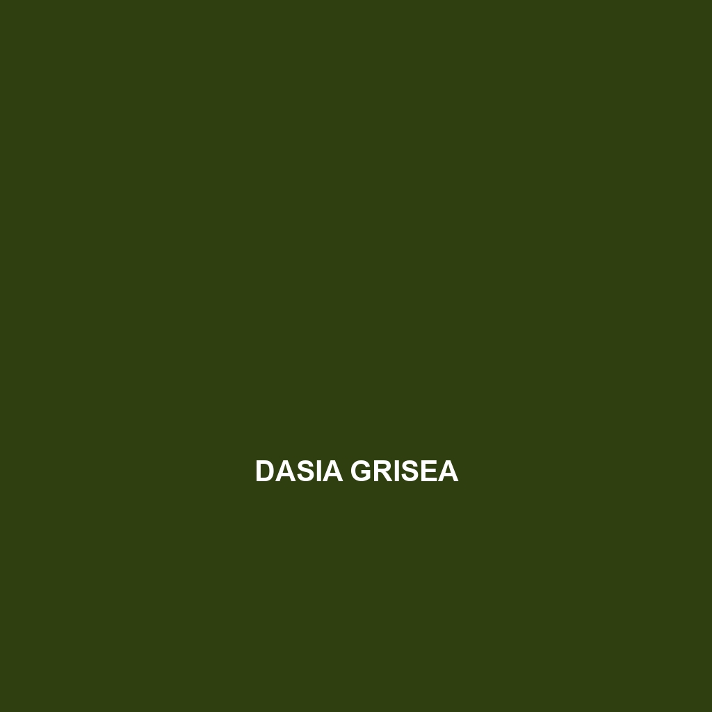 Dasia grisea