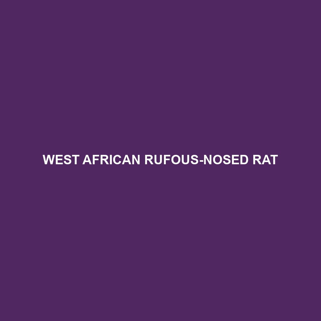 West African Rufous-nosed Rat