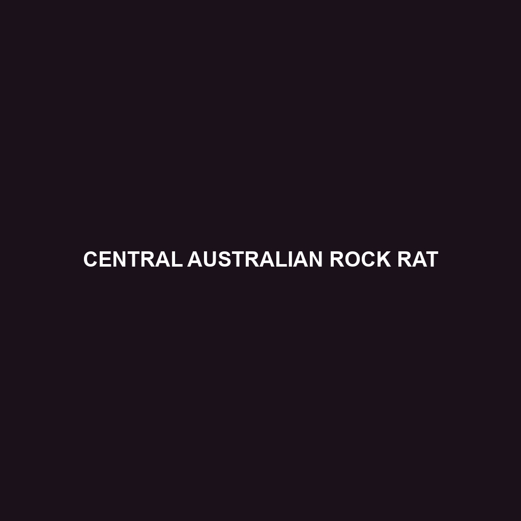 Central Australian Rock Rat