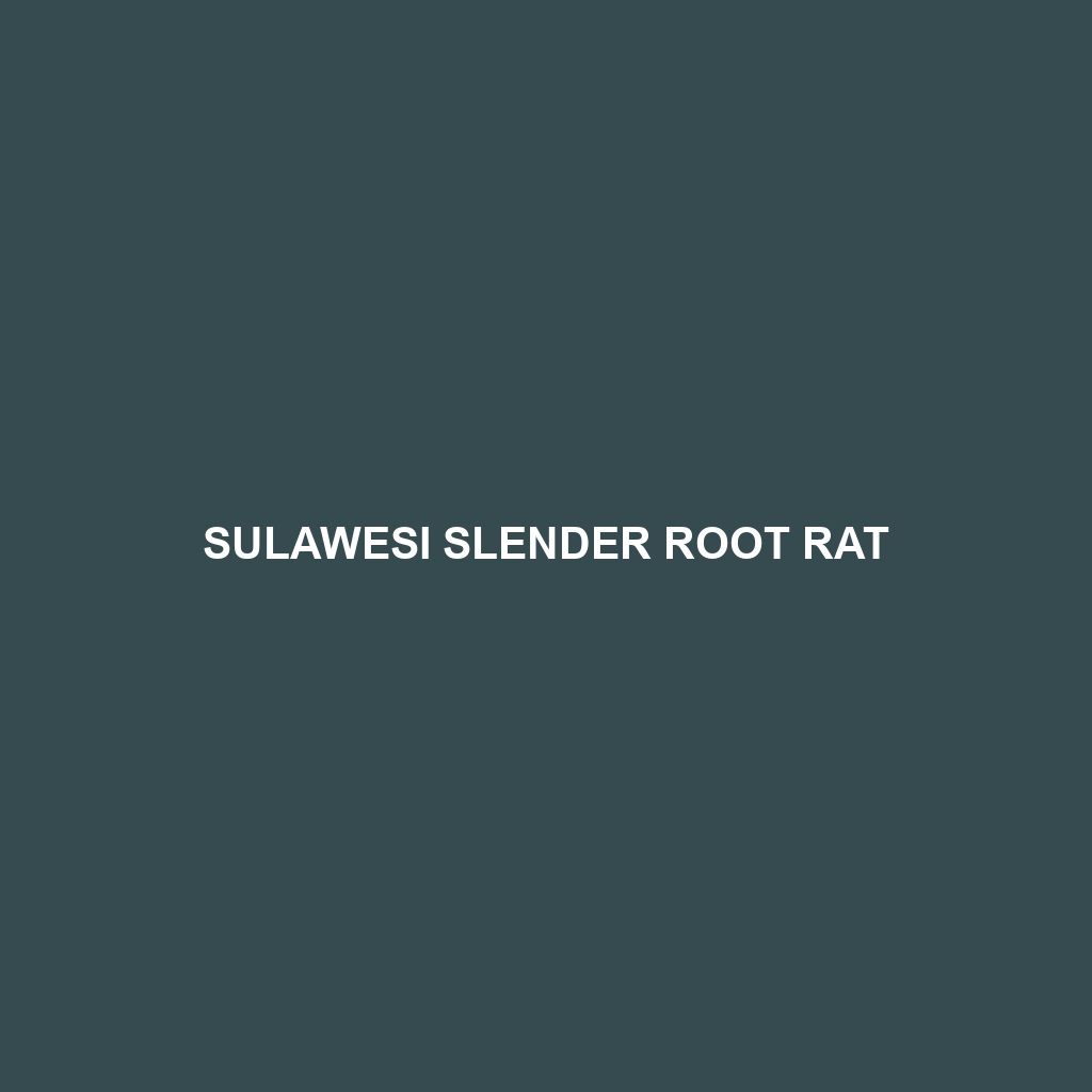 Sulawesi Slender Root Rat