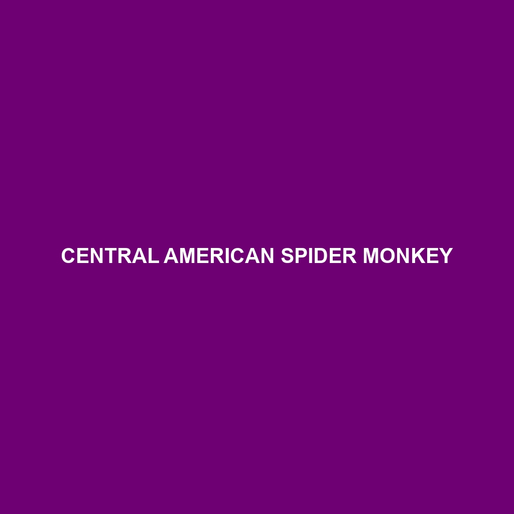 Central American Spider Monkey