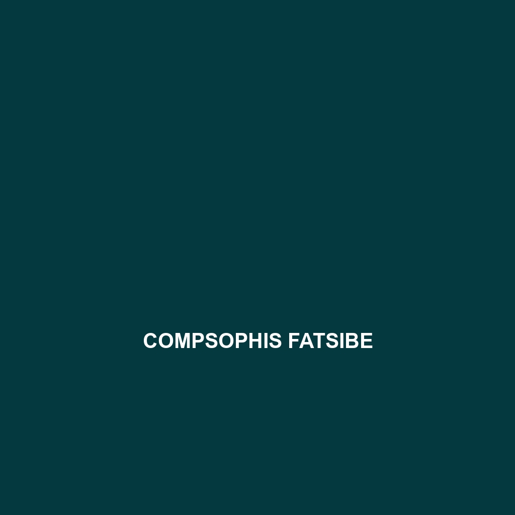 Compsophis fatsibe