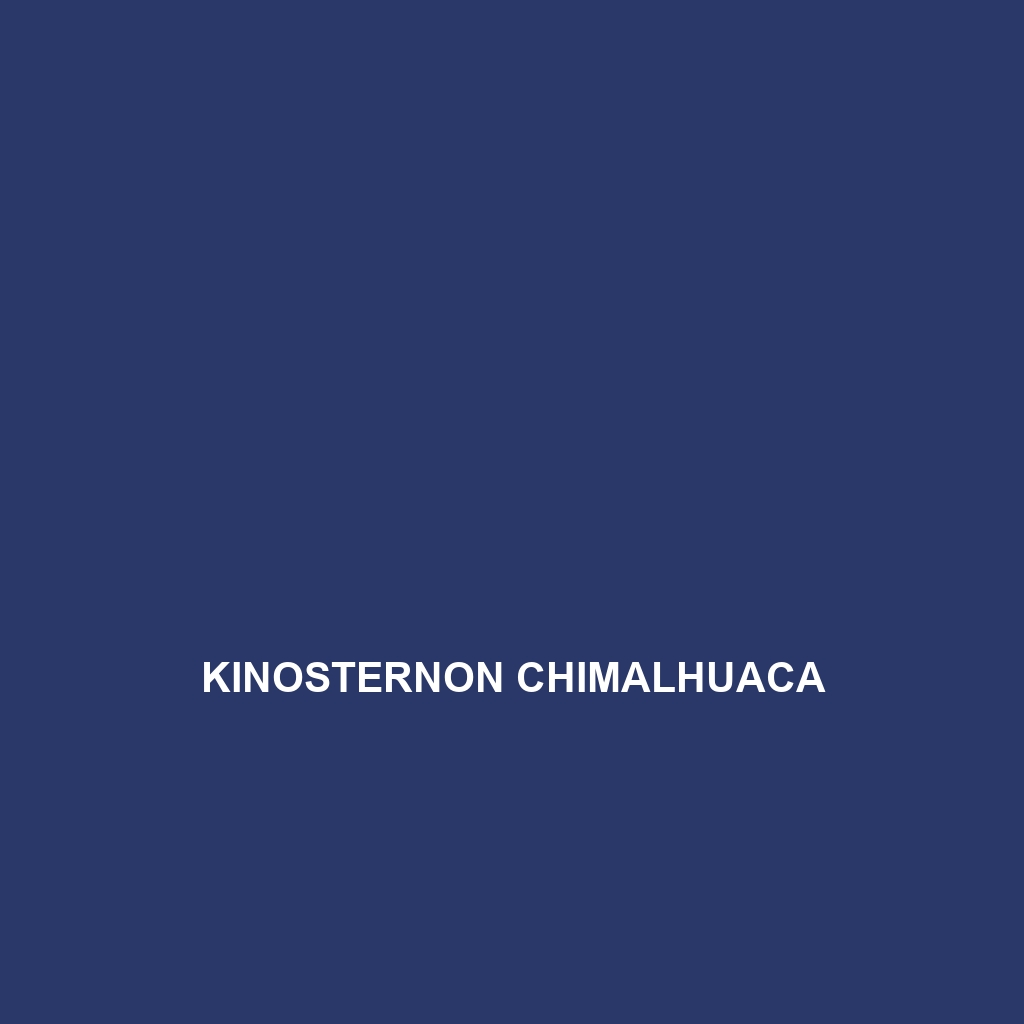 Kinosternon chimalhuaca