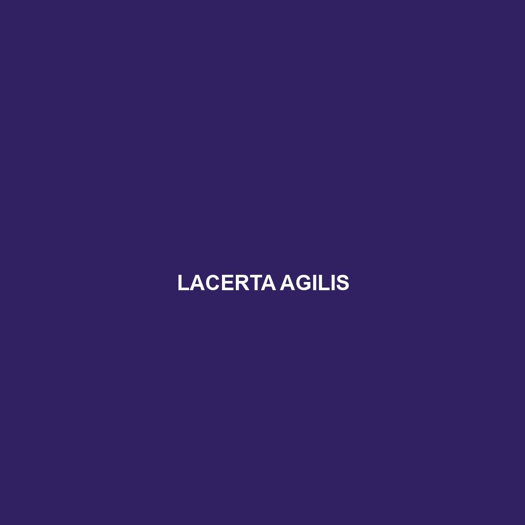 Lacerta agilis