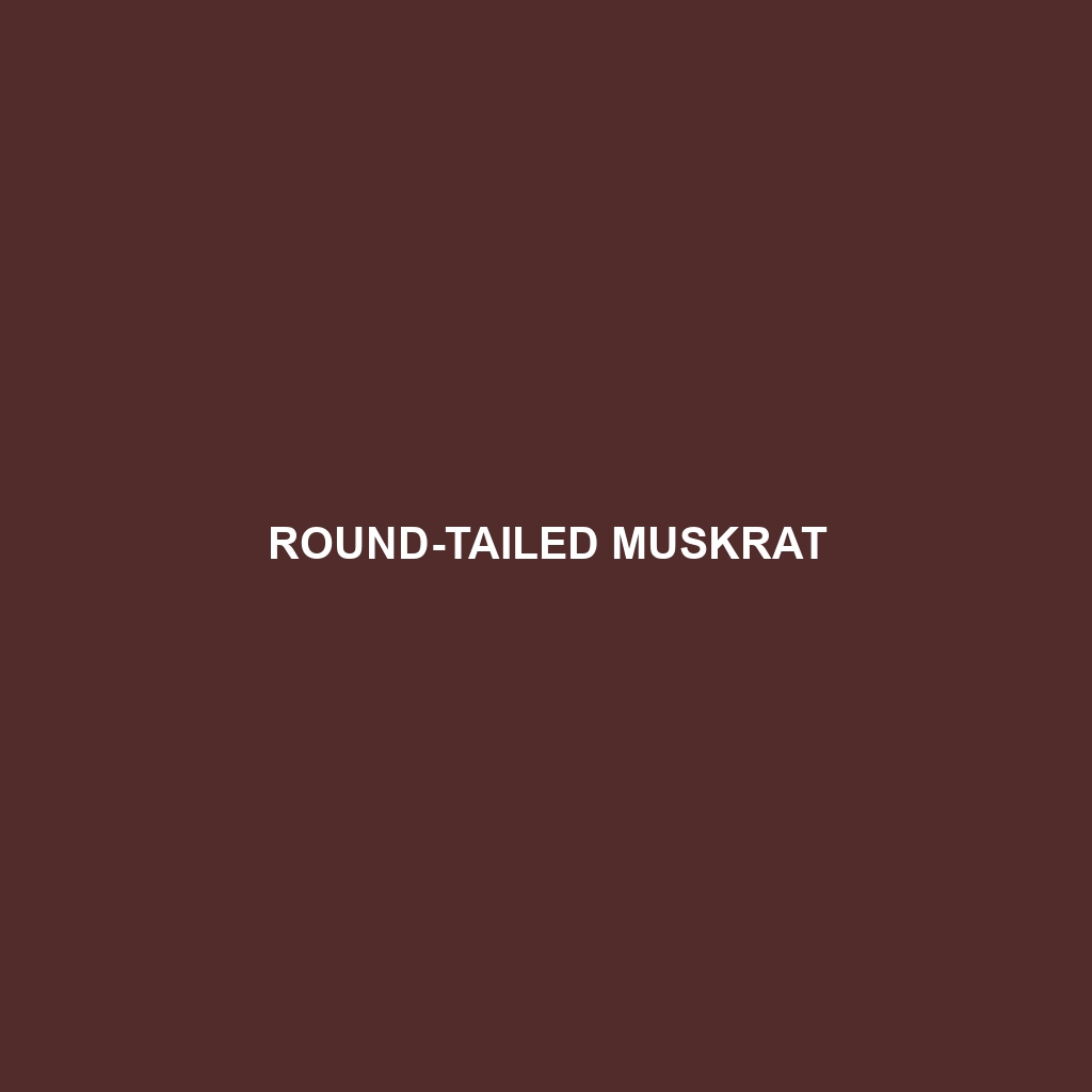 Round-tailed Muskrat