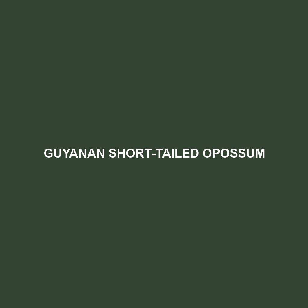 Guyanan Short-tailed Opossum