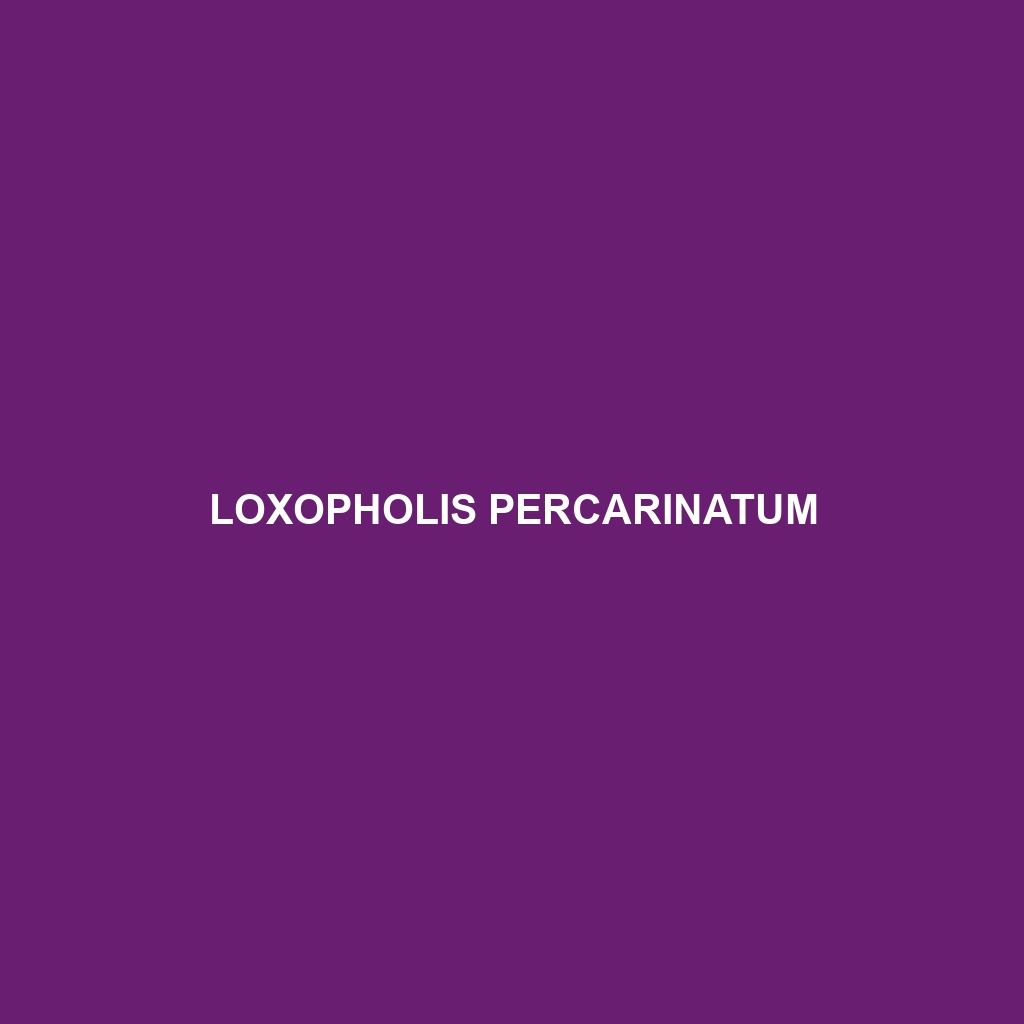 Loxopholis percarinatum