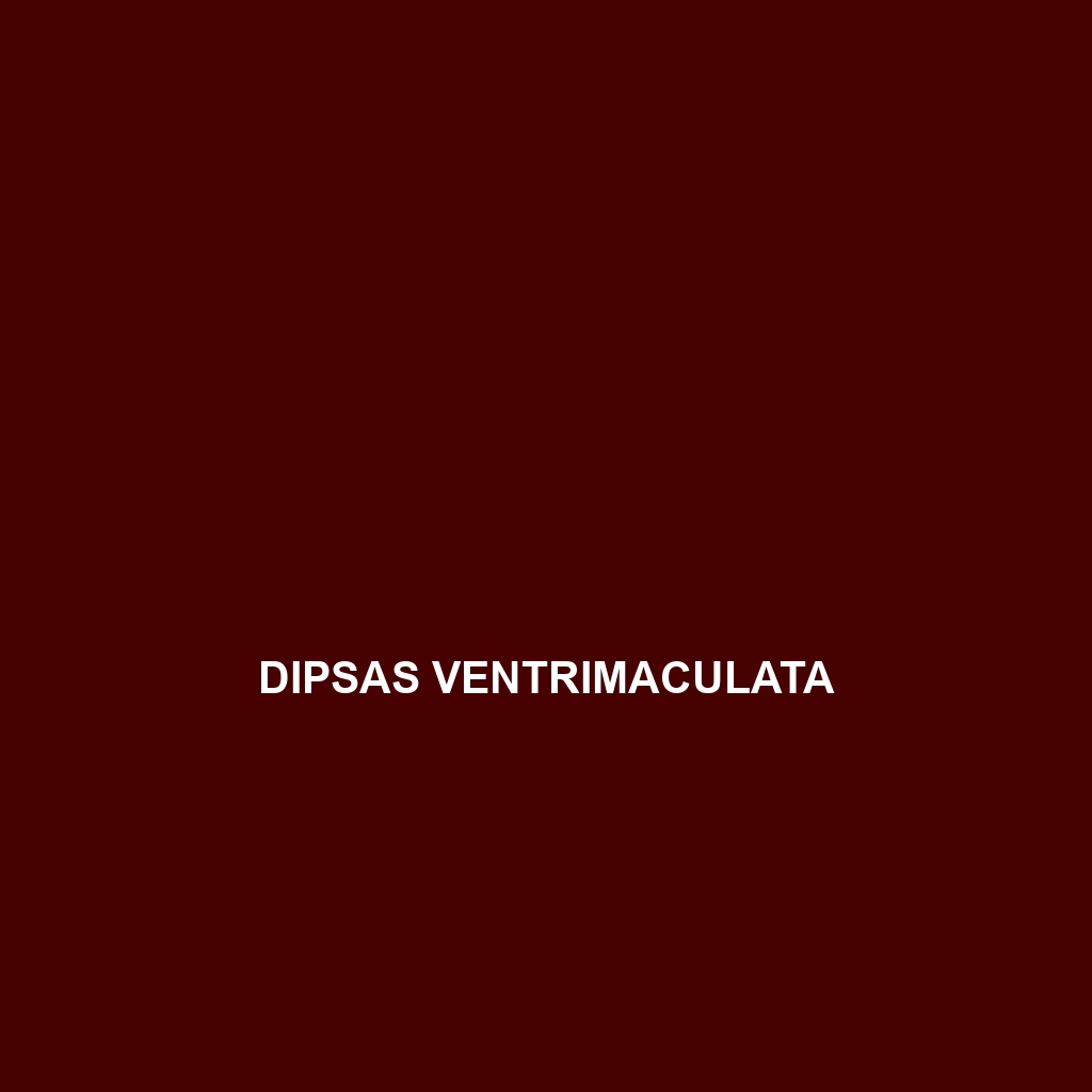 Dipsas ventrimaculata