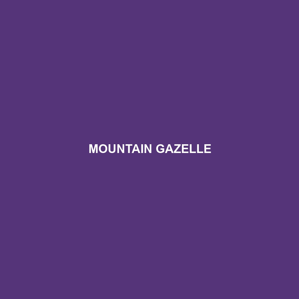 Mountain Gazelle