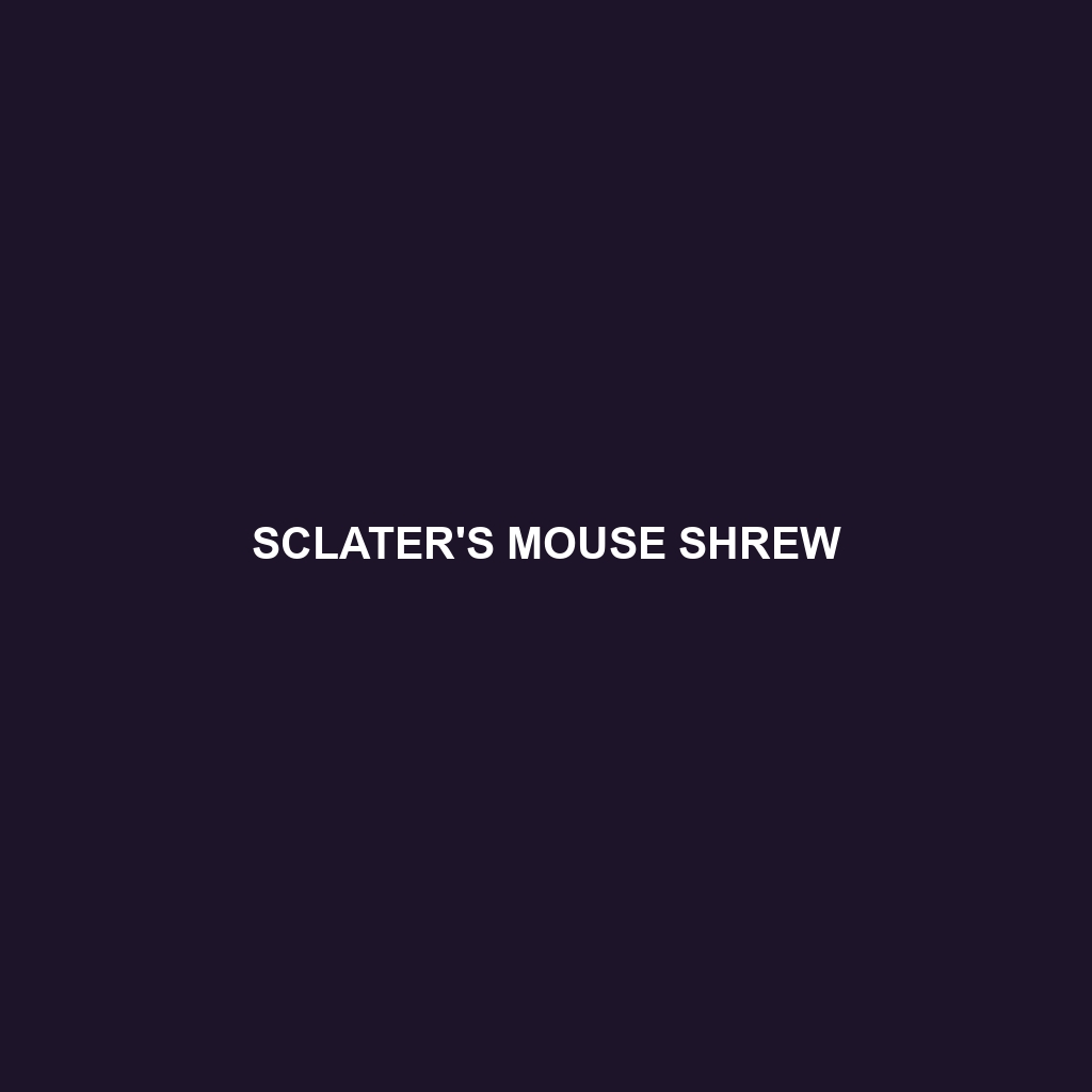 Sclater's Mouse Shrew