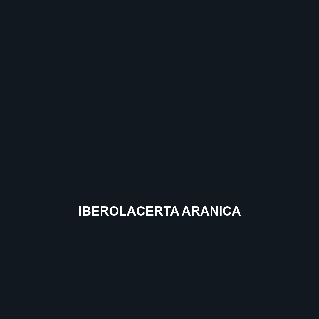 Iberolacerta aranica