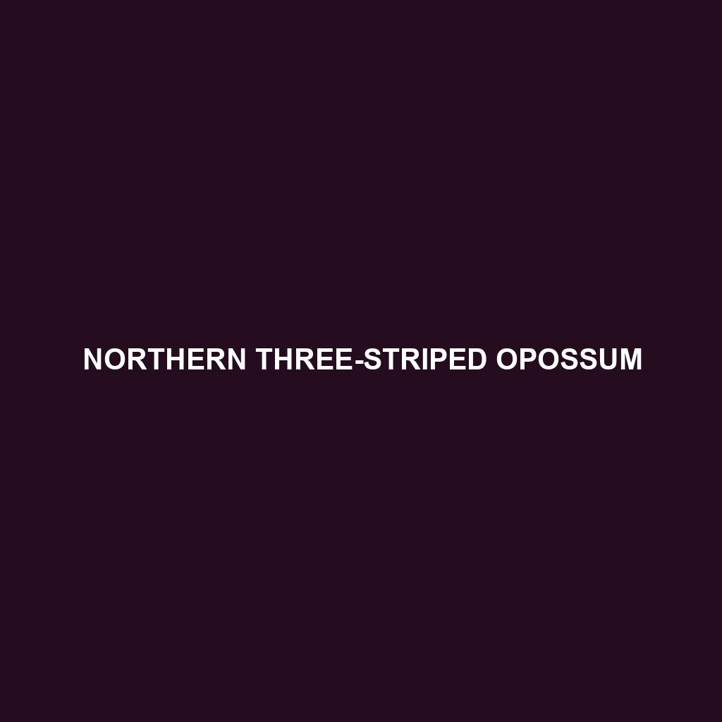 Northern Three-striped Opossum