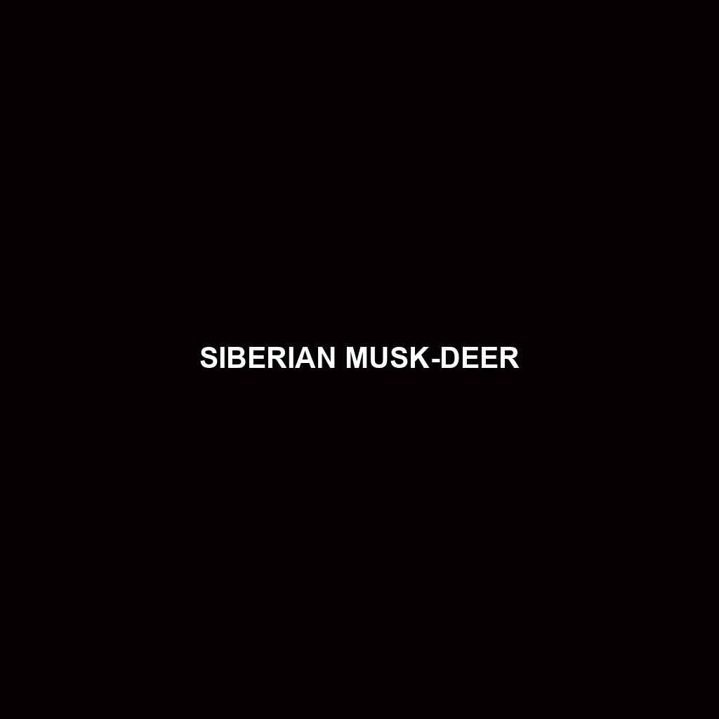 Siberian Musk-deer