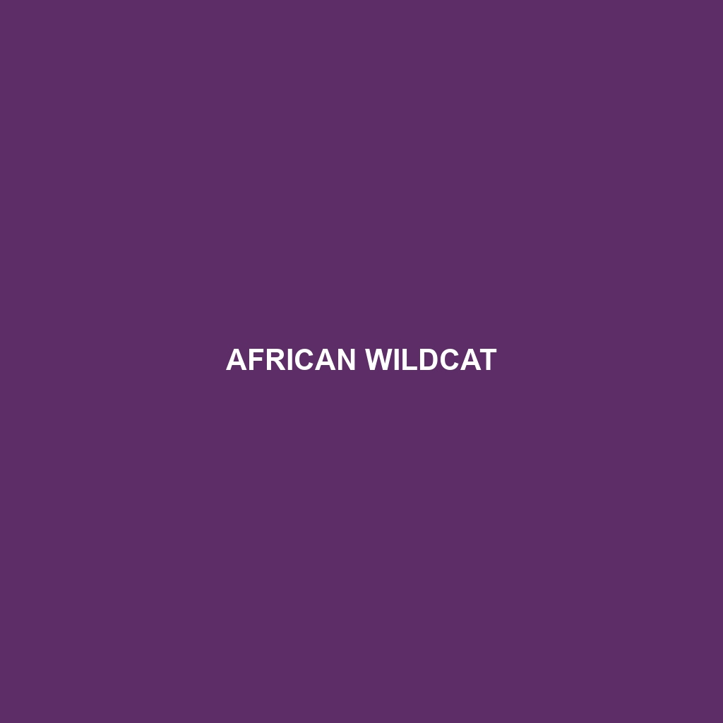 African Wildcat