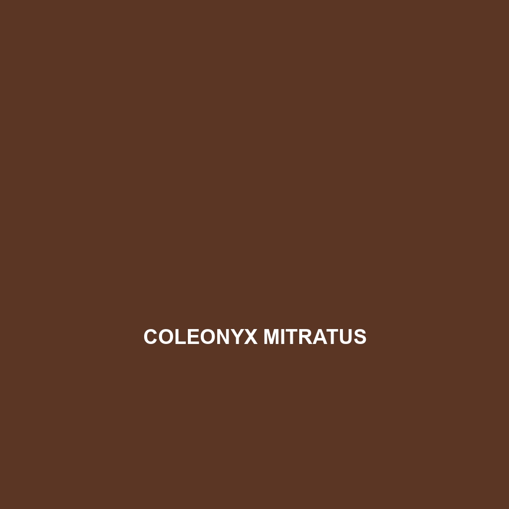 Coleonyx mitratus