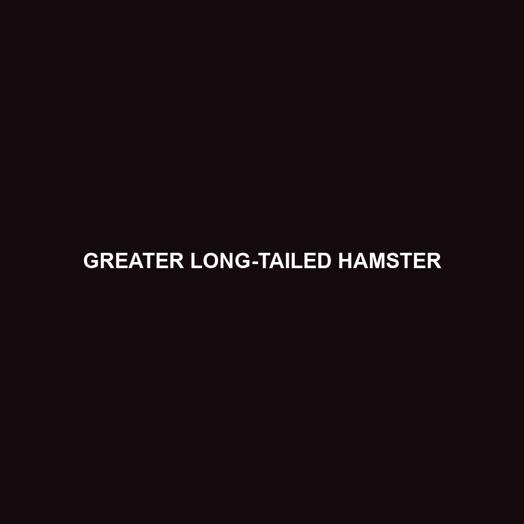 Greater Long-tailed Hamster