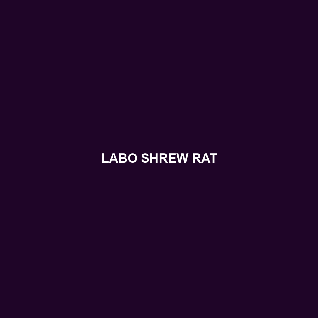 Labo Shrew Rat