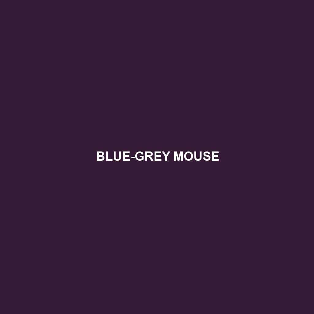 Blue-grey Mouse