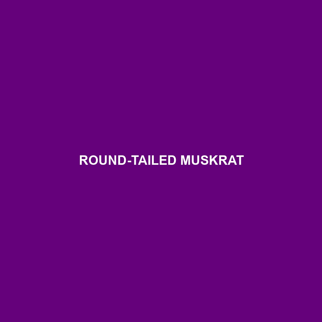 Round-tailed Muskrat