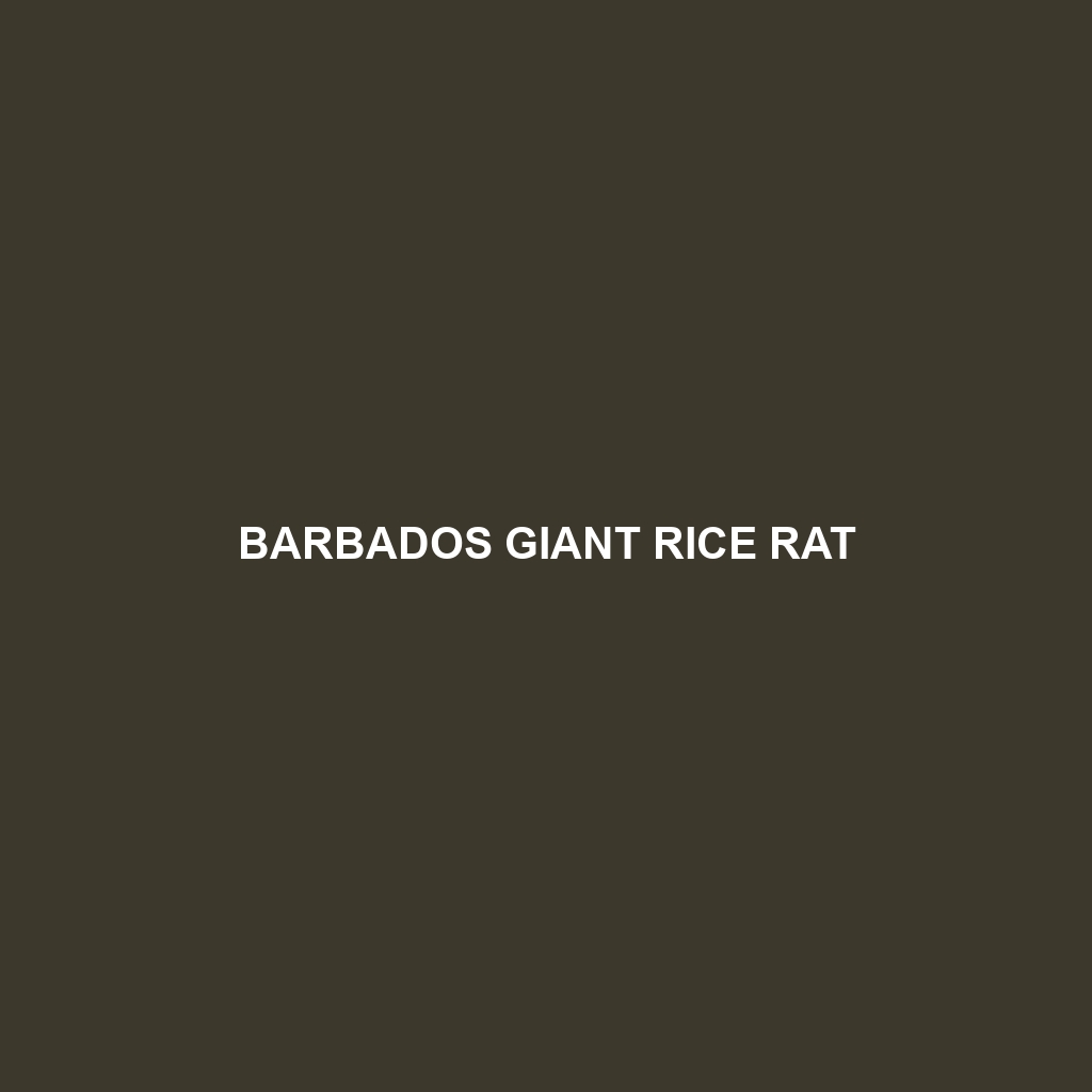 Barbados Giant Rice Rat