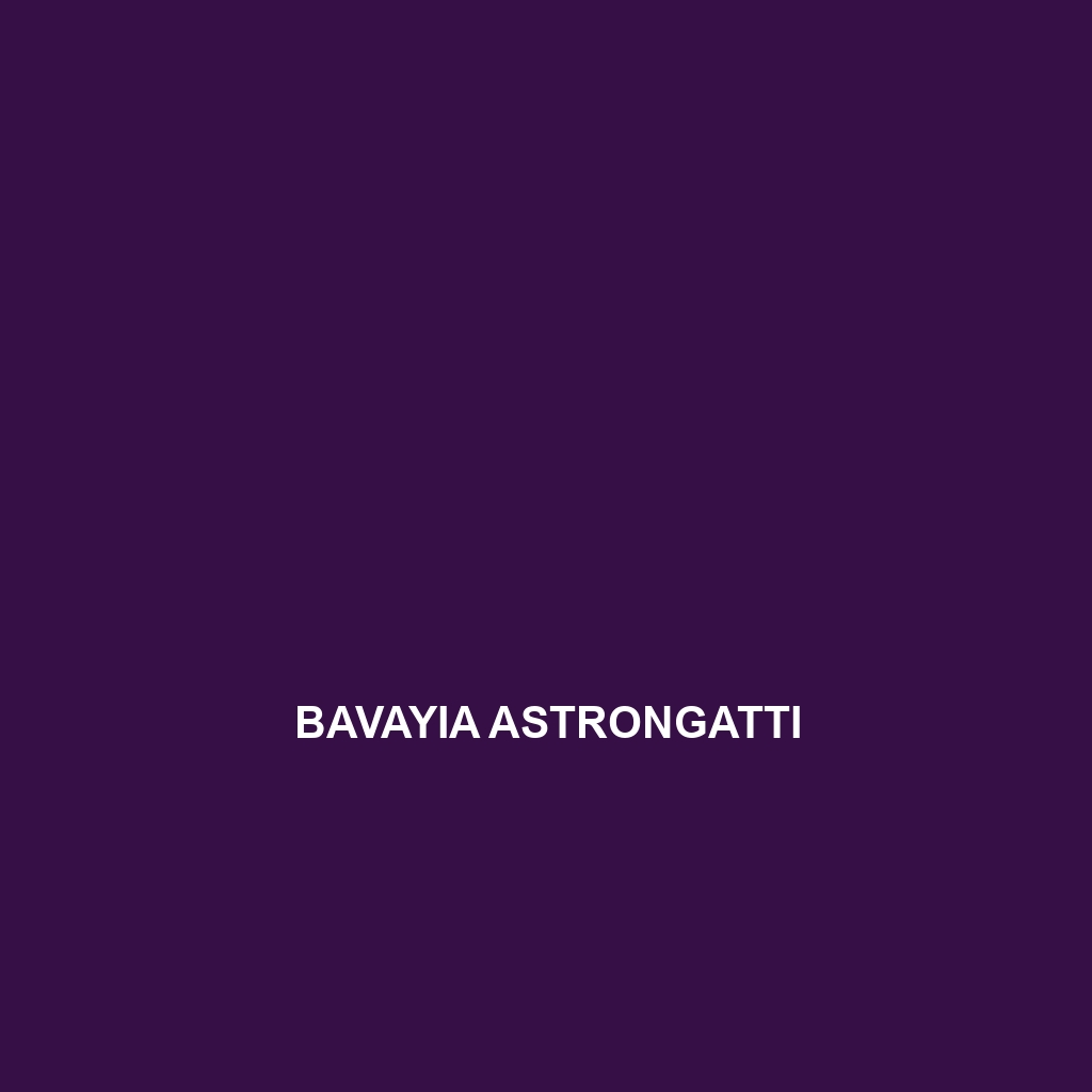 Bavayia astrongatti