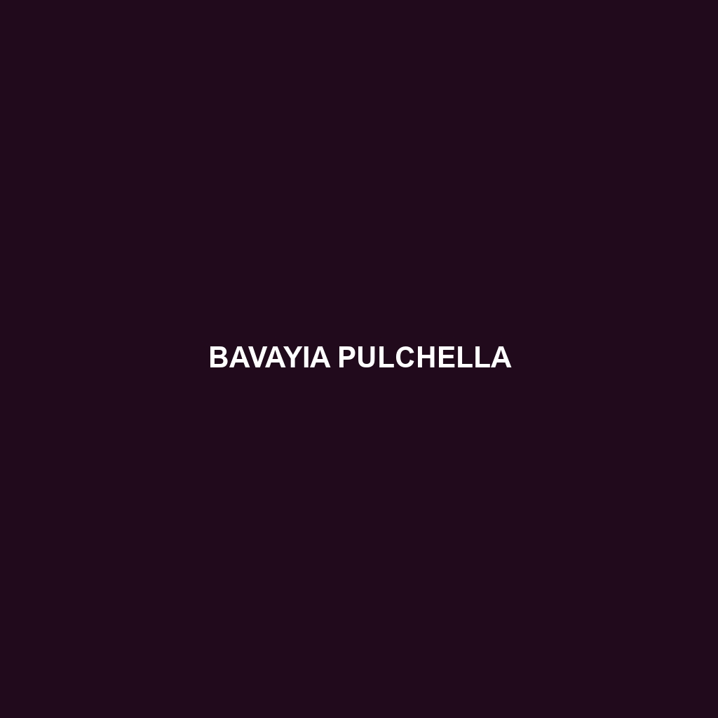 Bavayia pulchella