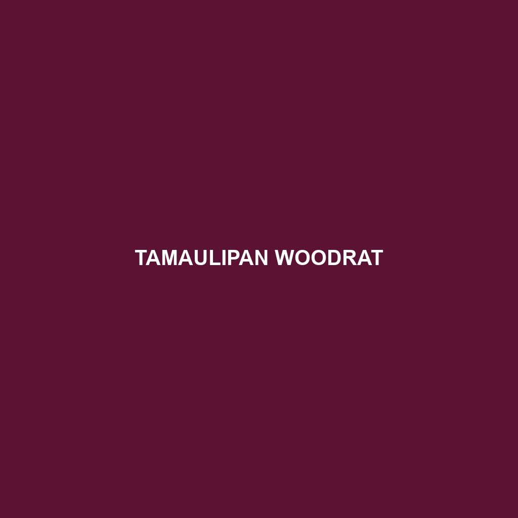 Tamaulipan Woodrat