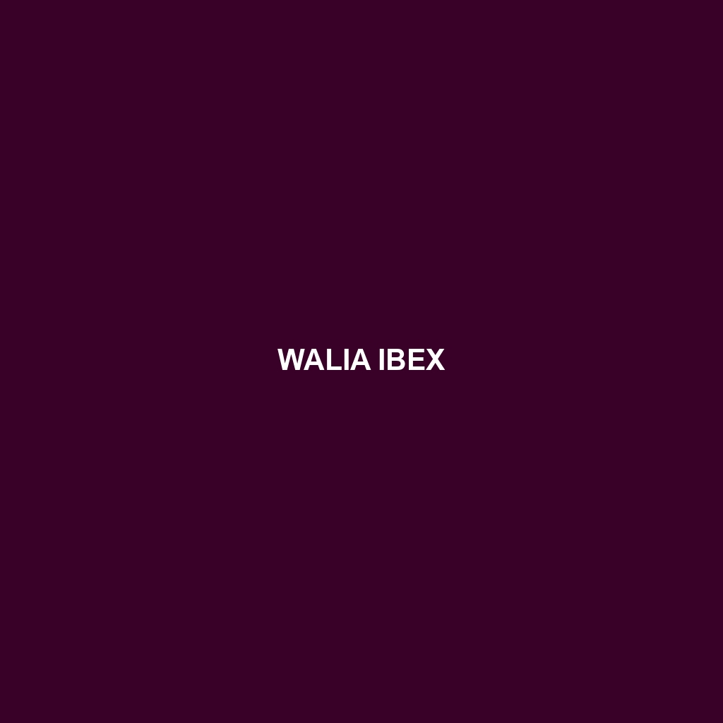 Walia Ibex