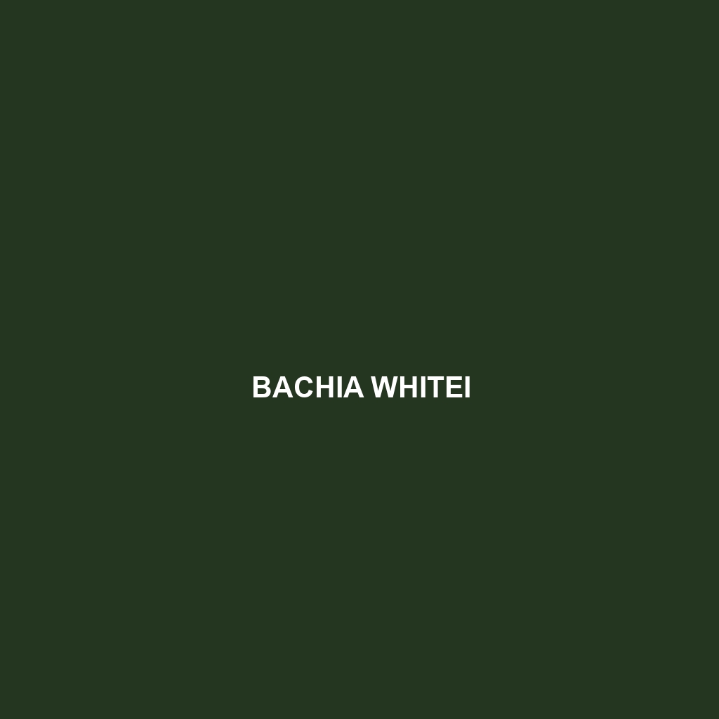 Bachia whitei