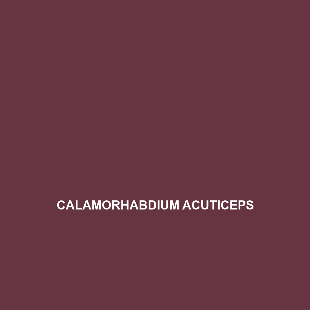 Calamorhabdium acuticeps