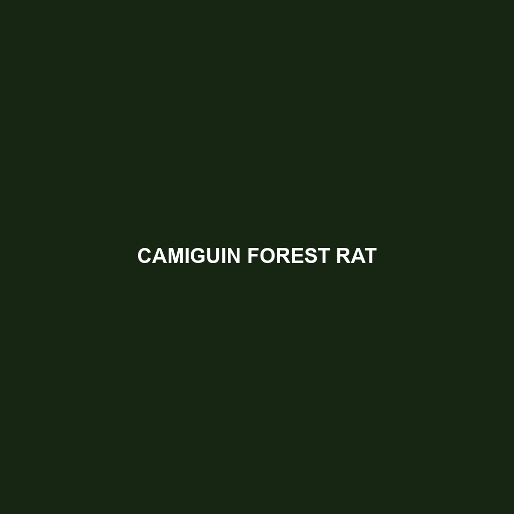 Camiguin Forest Rat