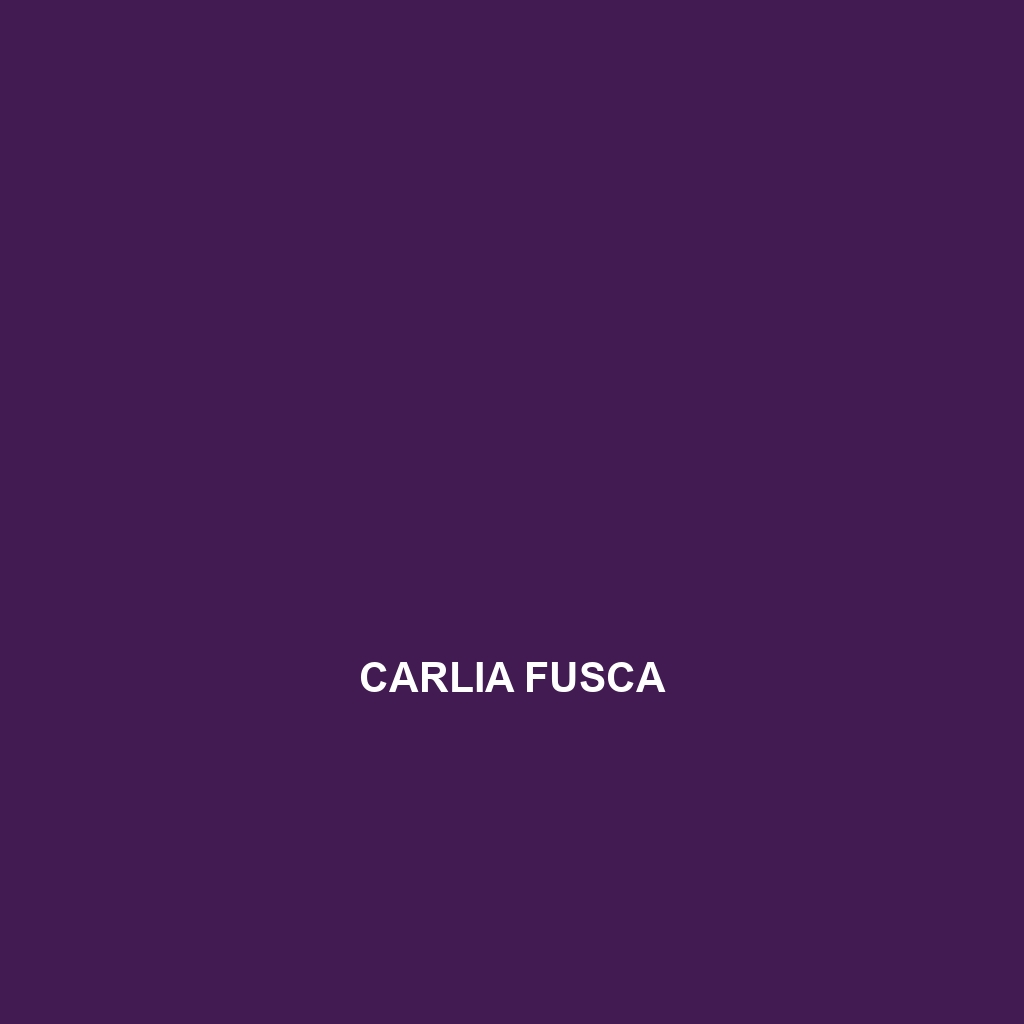 Carlia fusca