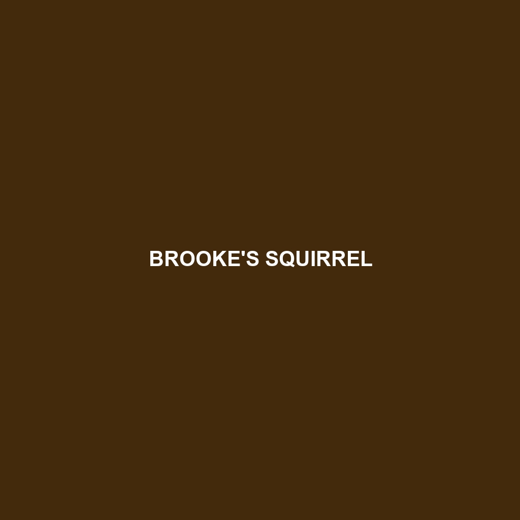 Brooke's Squirrel