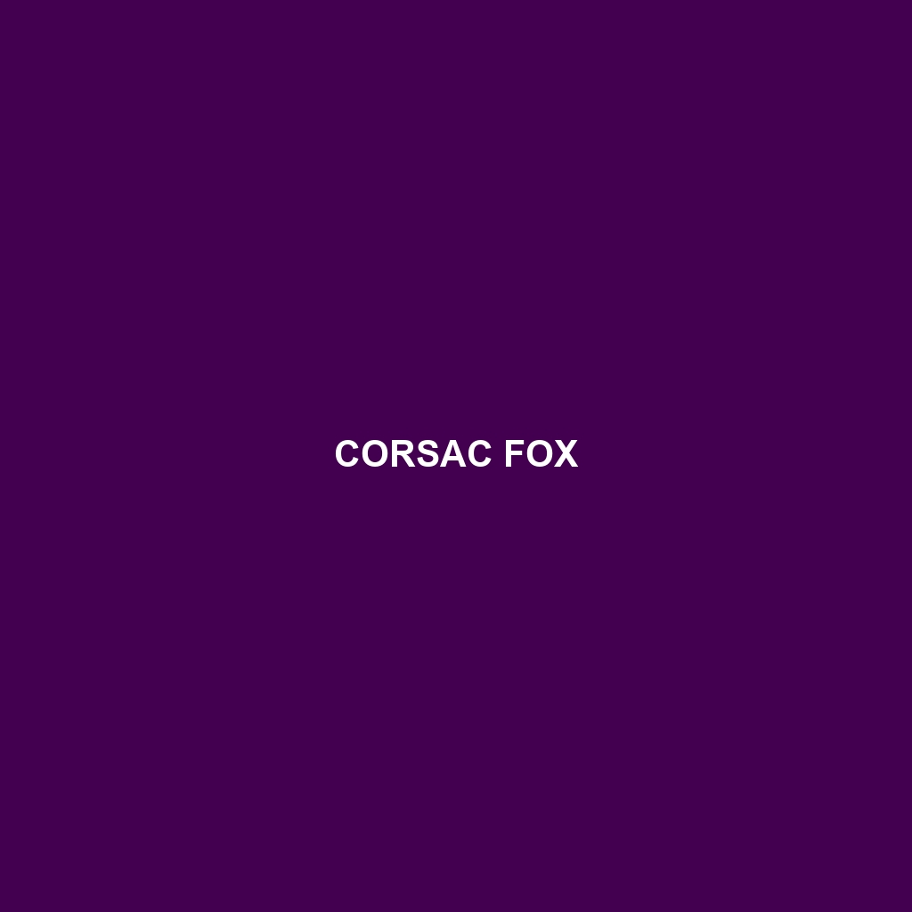 Corsac Fox