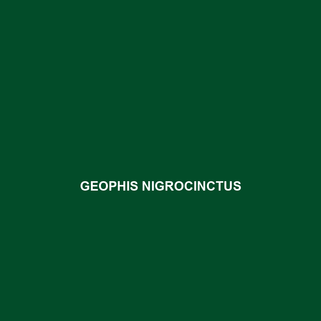 Geophis nigrocinctus